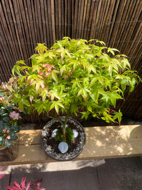 Acer Little Princess Tree