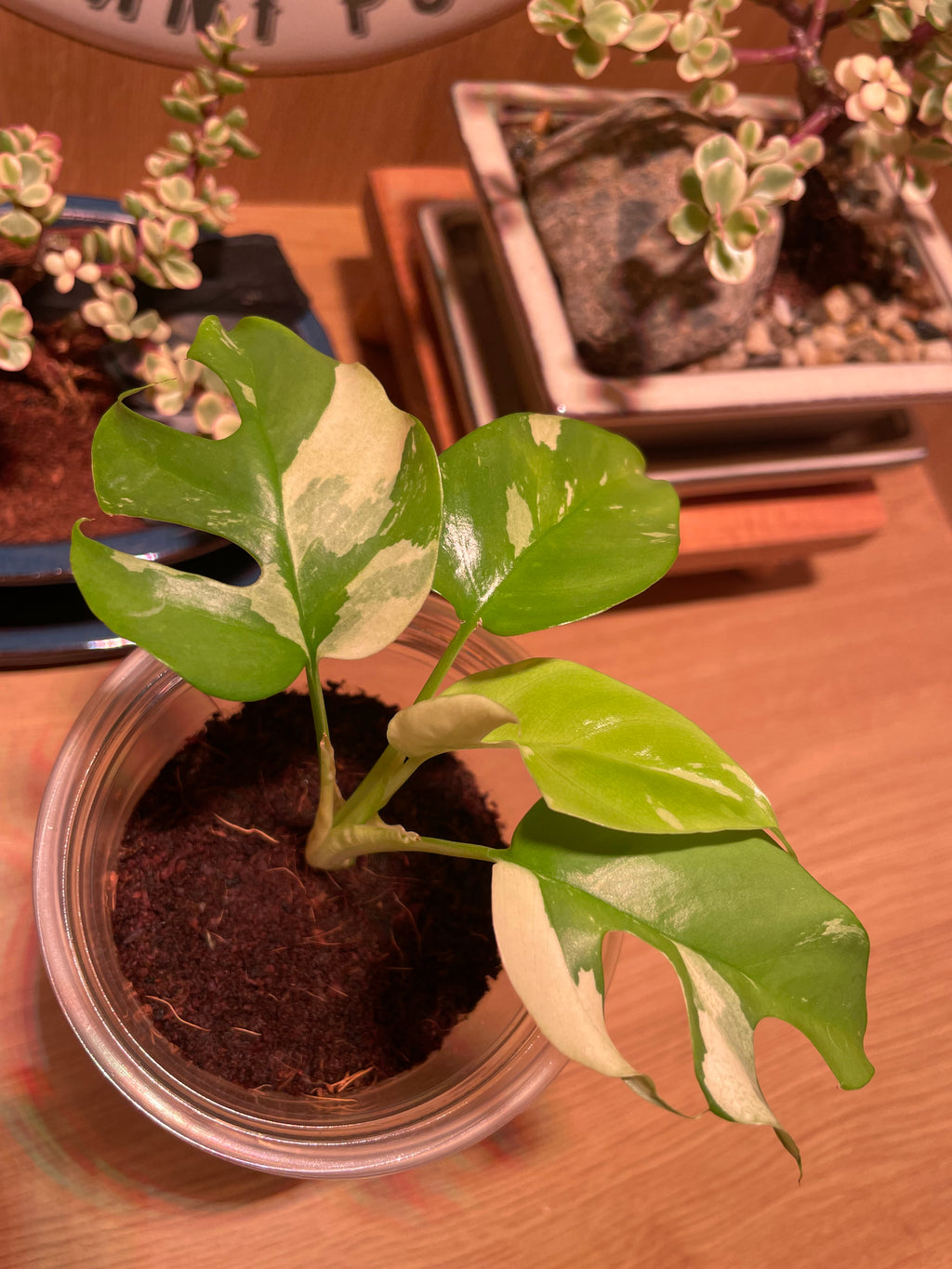 Rhaphidophora Tetrasperma Variegata