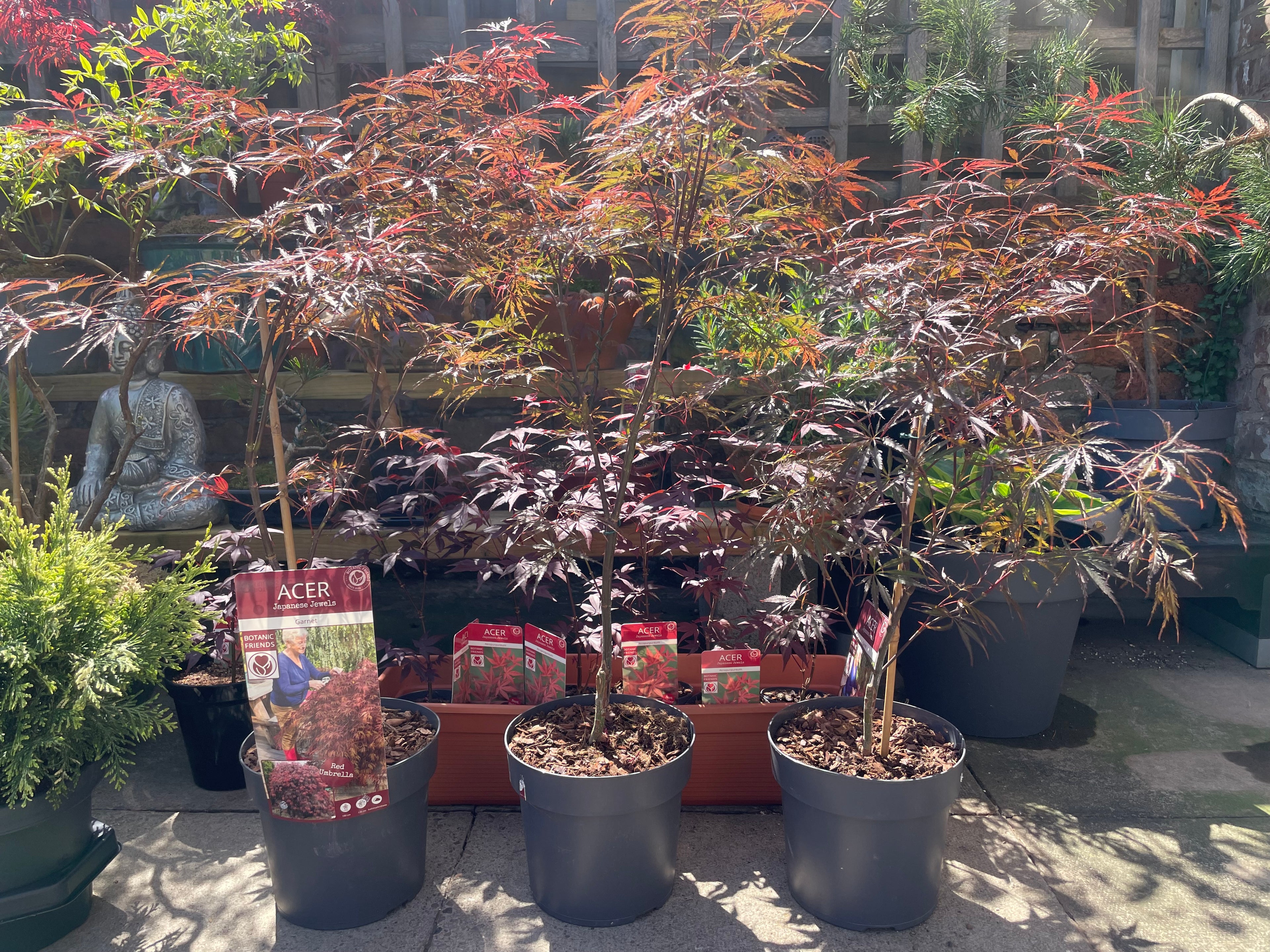 Acer Dissectum Red Garnet