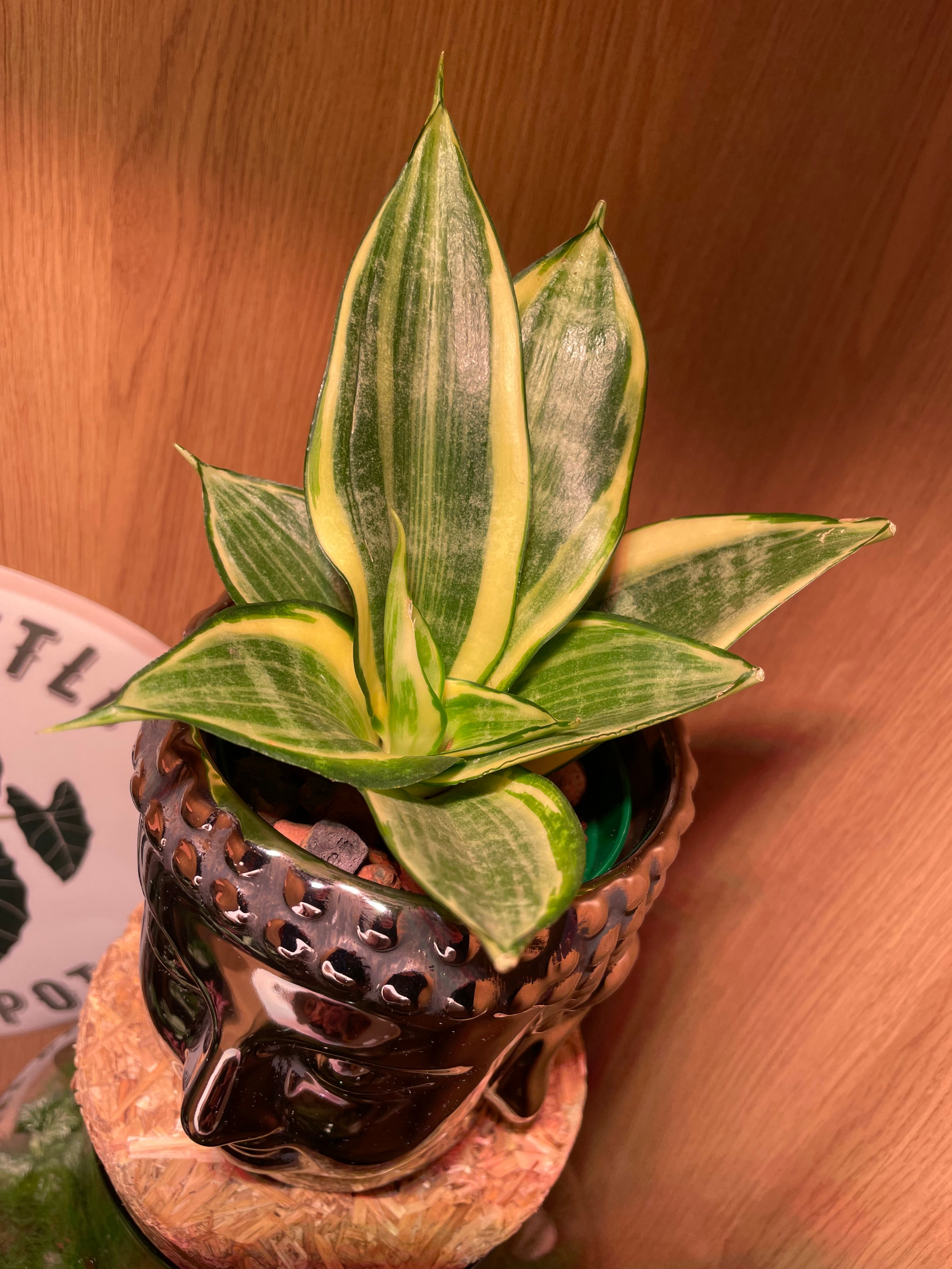 Buddha & Snake Plant