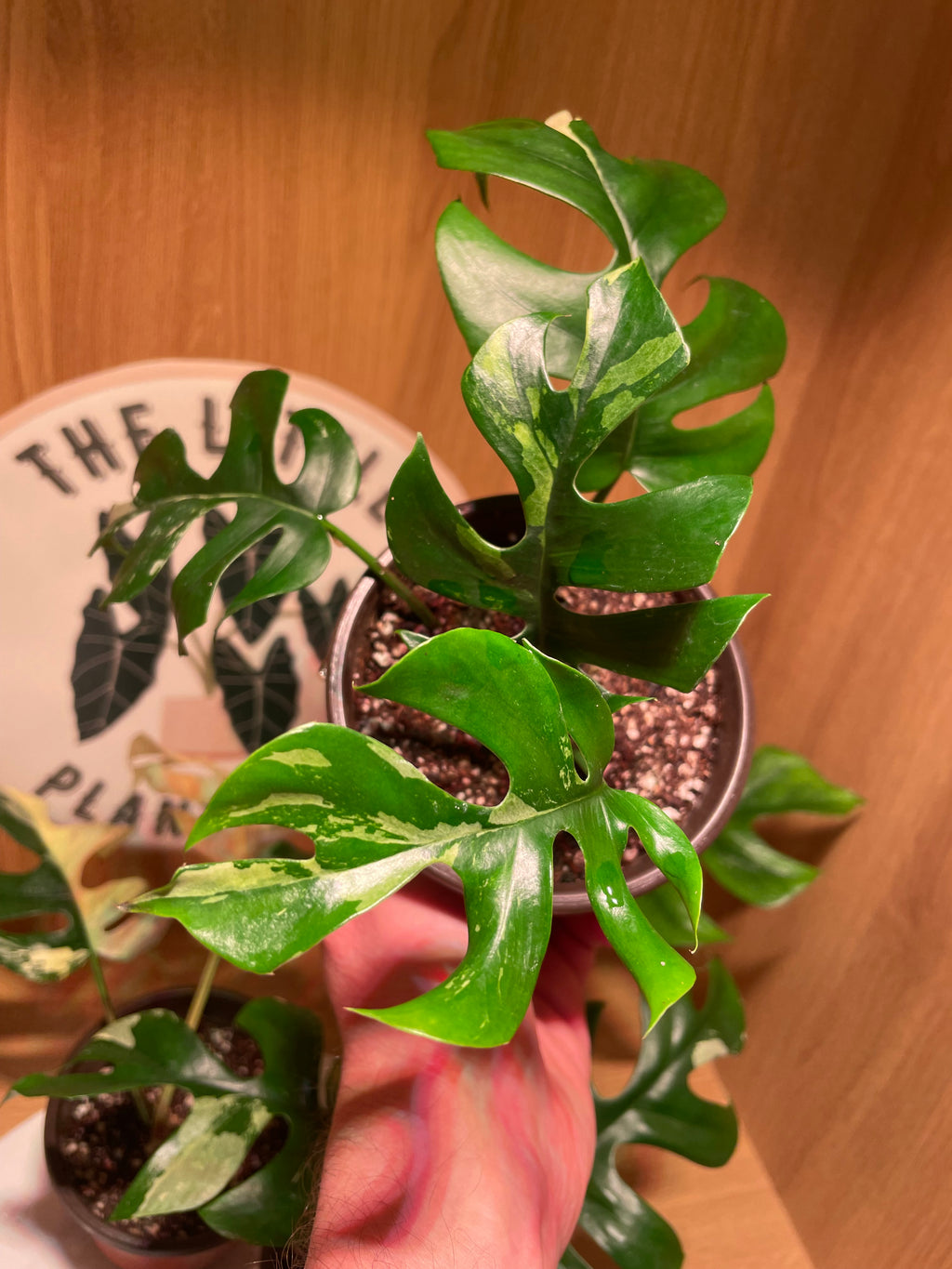 Rhaphidophora Tetrasperma Variegata