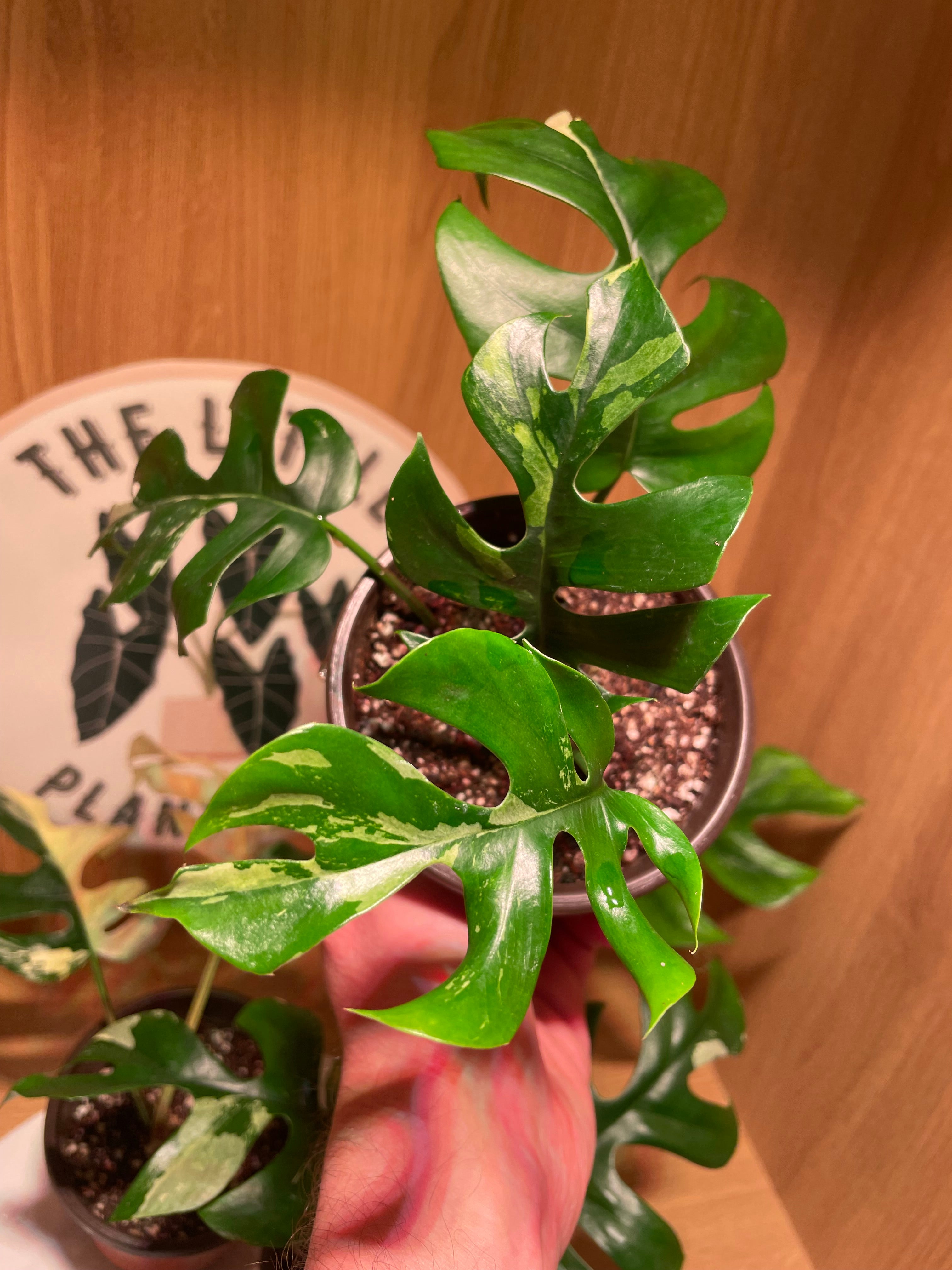 Rhaphidophora Tetrasperma Variegata
