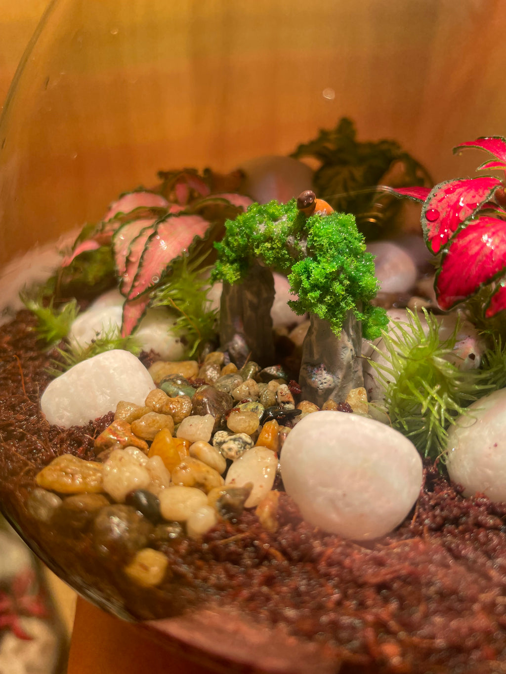 ***NEW*** Little Bird Terrarium