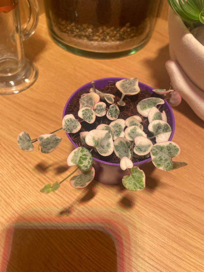 Baby Variegated String of Hearts