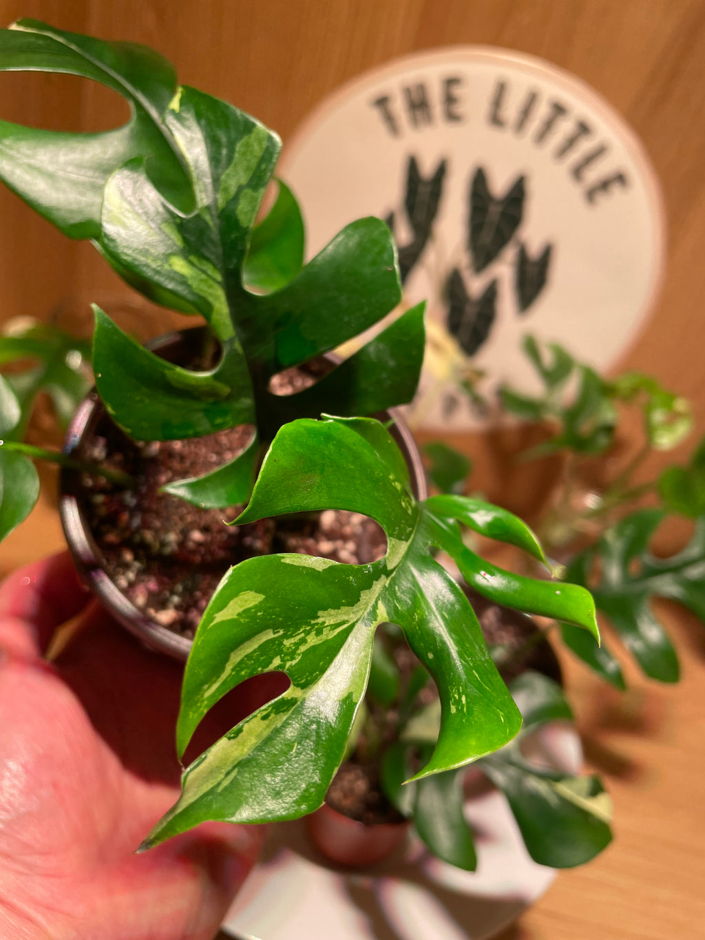 Rhaphidophora Tetrasperma Variegata