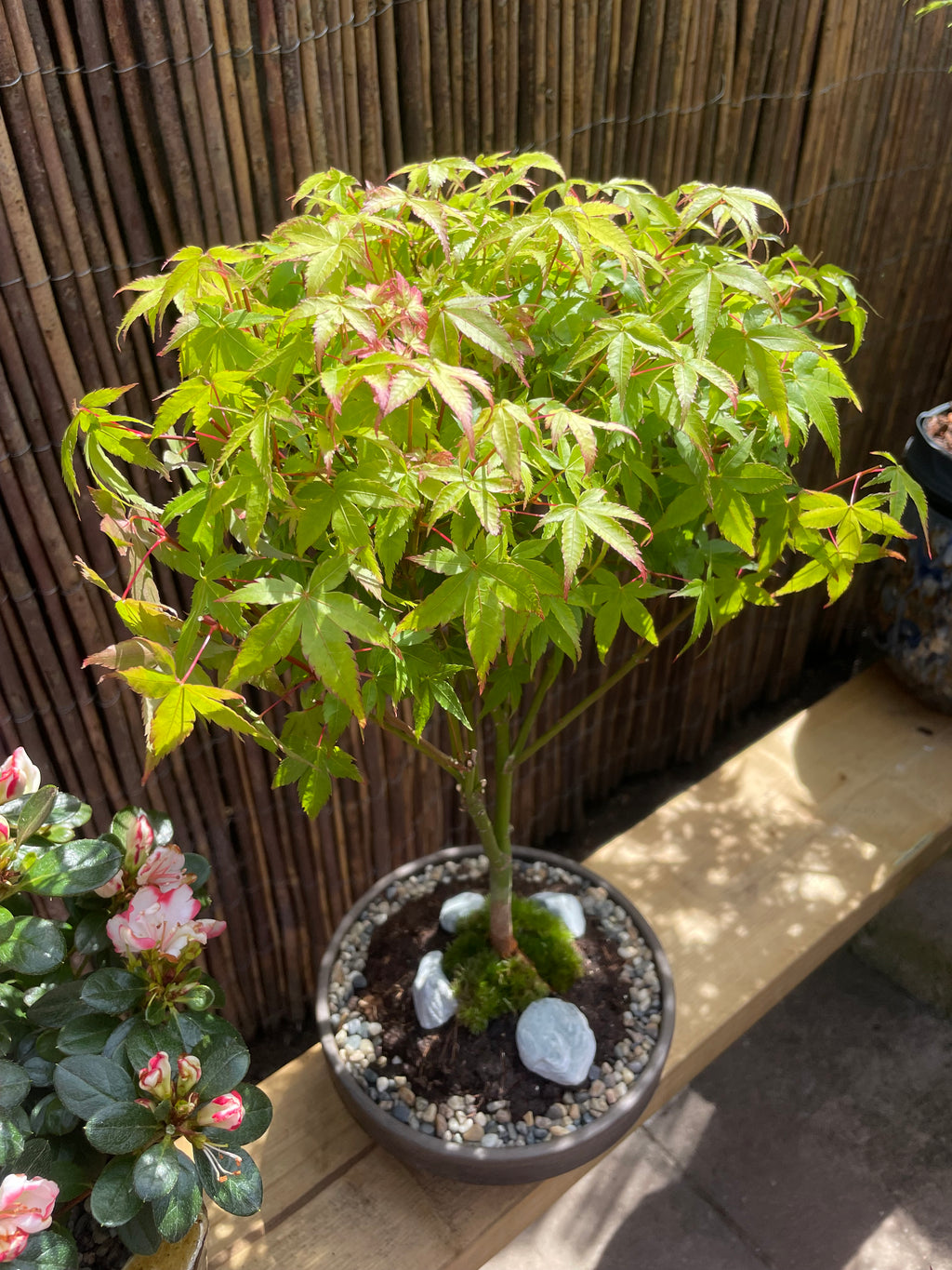 Acer Little Princess Tree