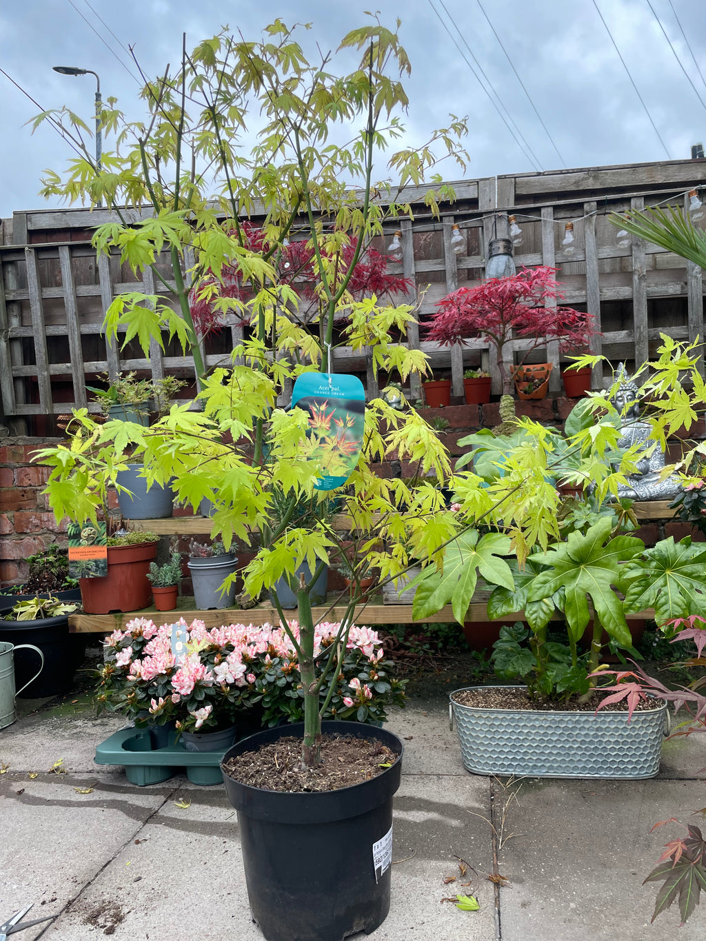 Acer Palmatum ‘Orange Dream’