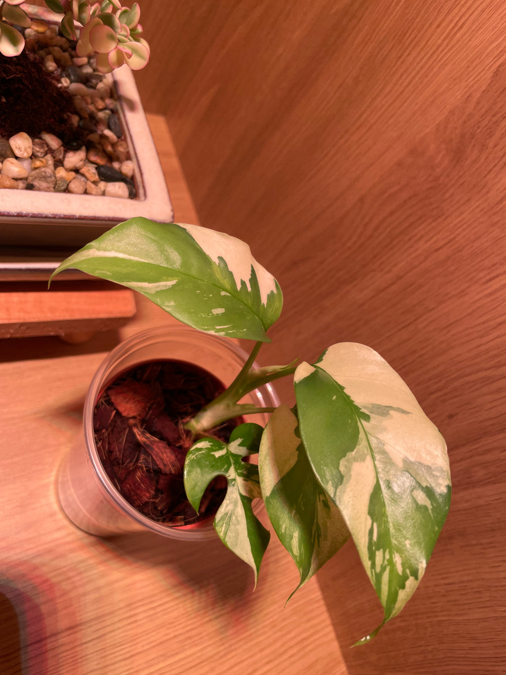 Rhaphidophora Tetrasperma Variegata