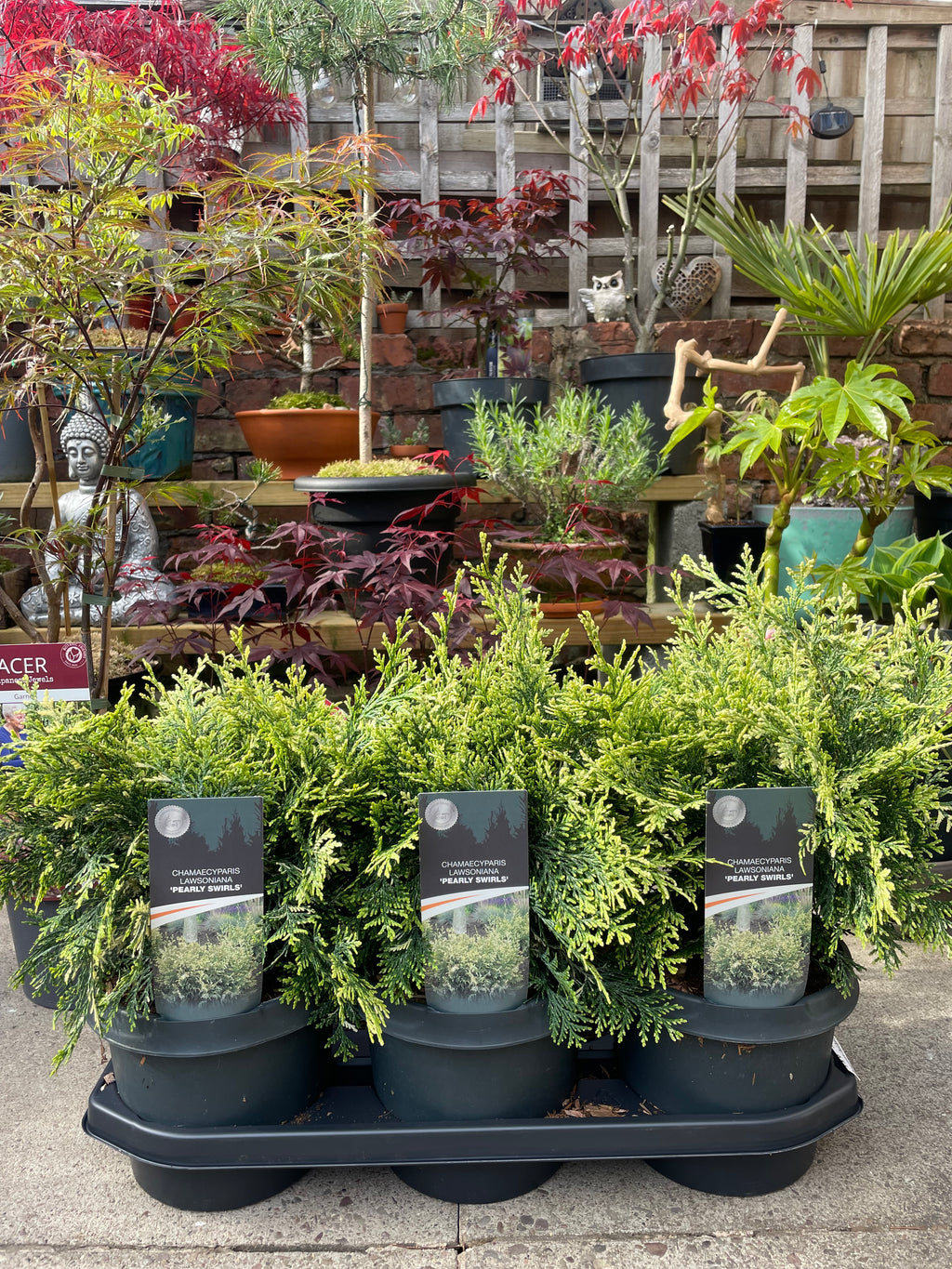 Chamaecyparis Lawsoniana ‘Pearly Swirls’