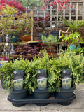 Chamaecyparis Lawsoniana ‘Pearly Swirls’