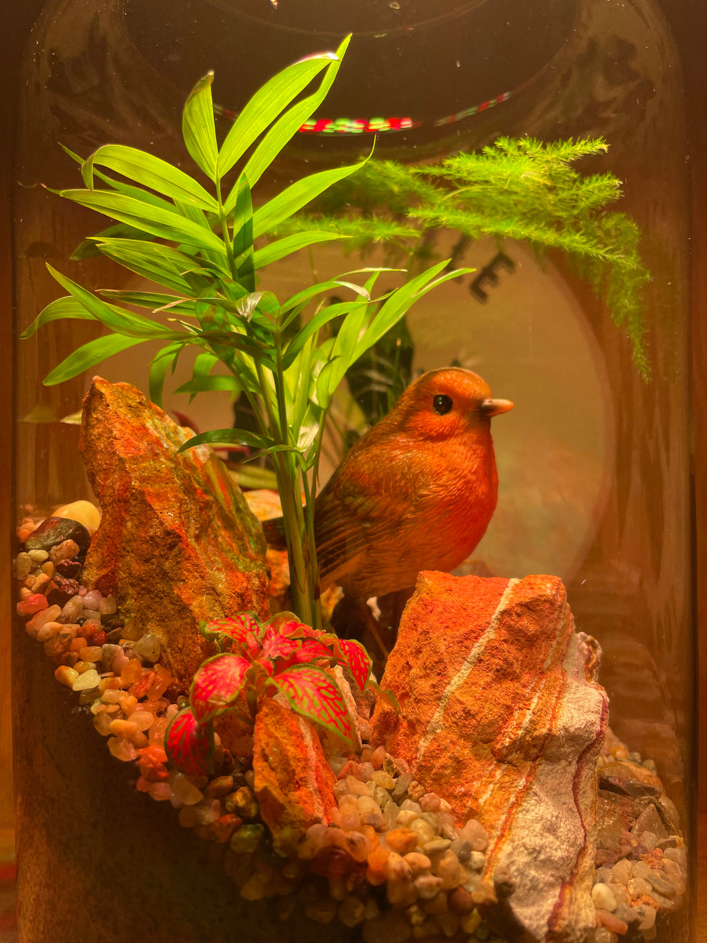 Rocky Robin Terrarium