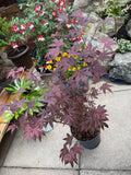 Acer Palmatum Atropurpureum