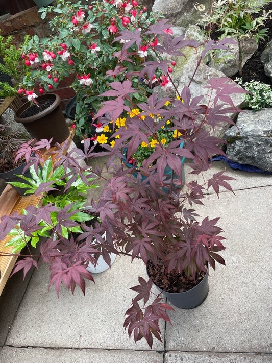 Acer Palmatum Atropurpureum