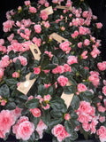 Azalea Aiko Pink