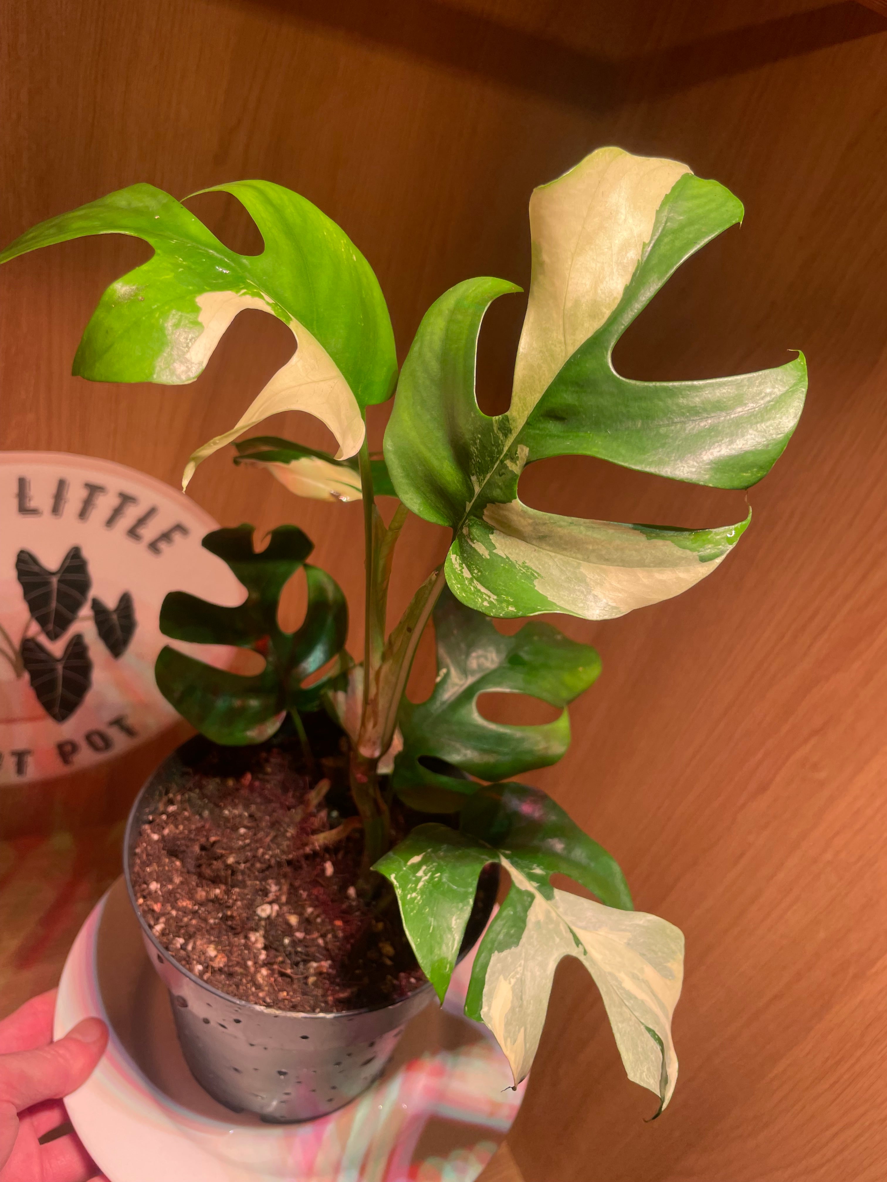 Rhaphidophora Tetrasperma Variegata (Highly Variegated)
