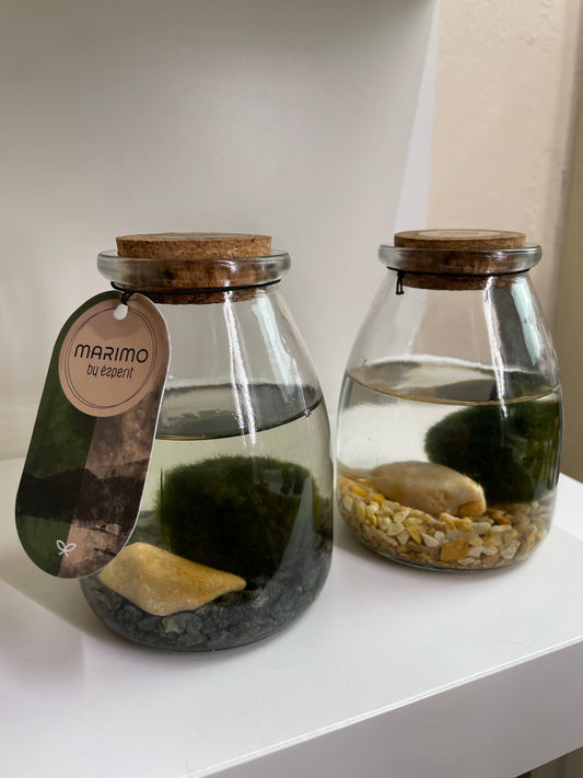 Marimo Moss Ball