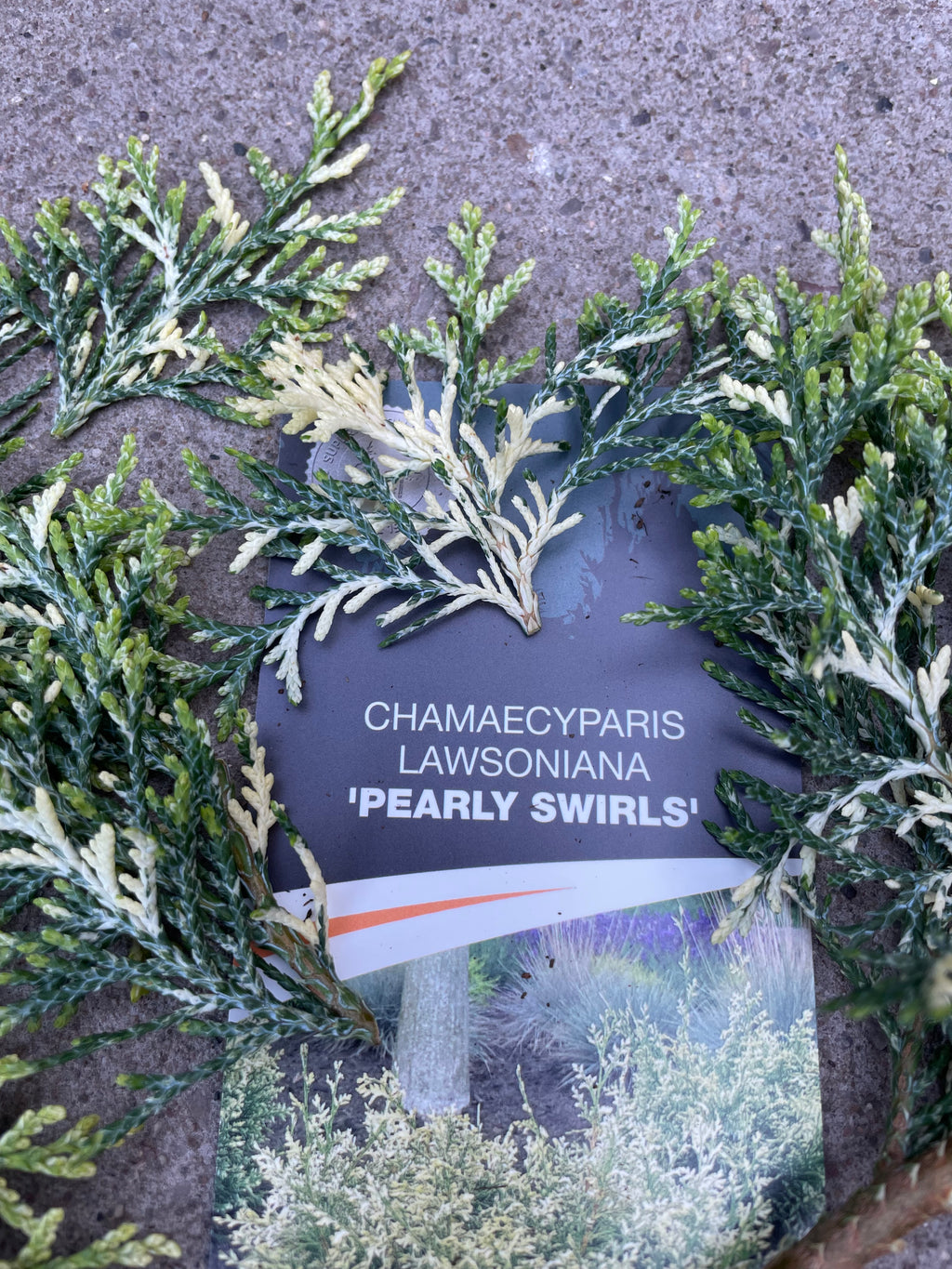 Chamaecyparis Lawsoniana ‘Pearly Swirls’