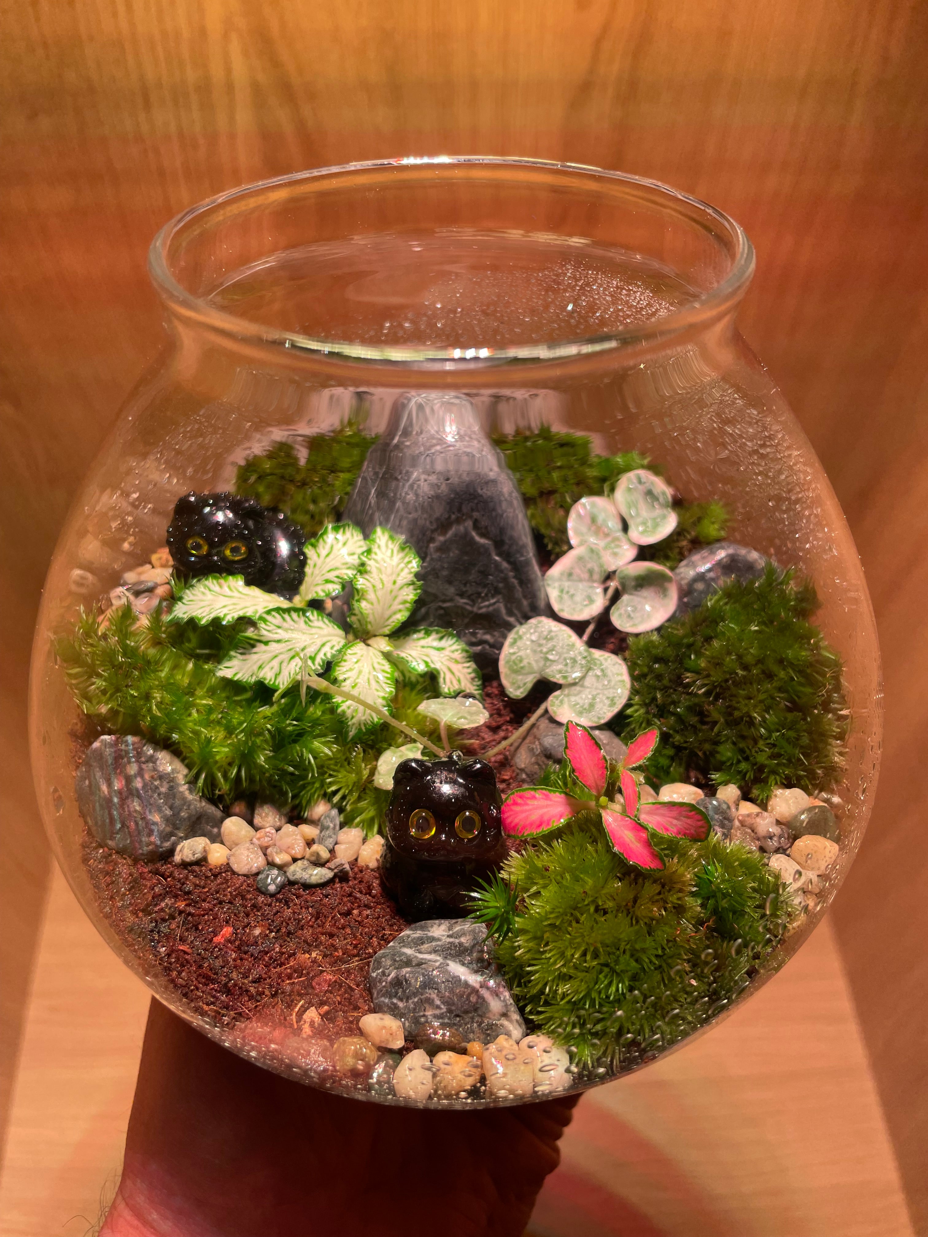 *NEW* Cats LED Terrarium