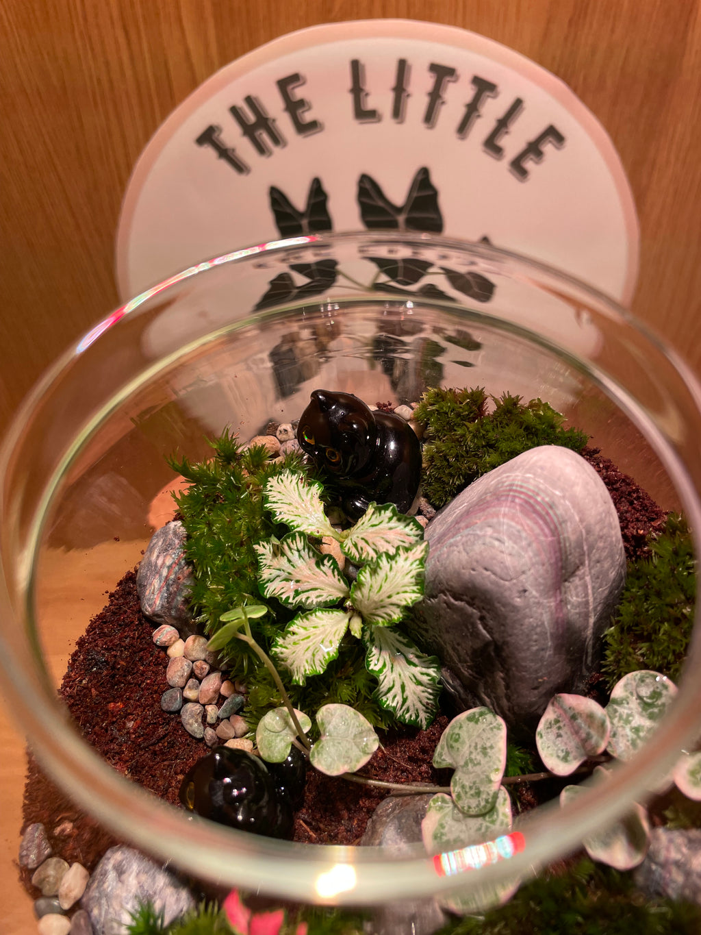 *NEW* Cats LED Terrarium