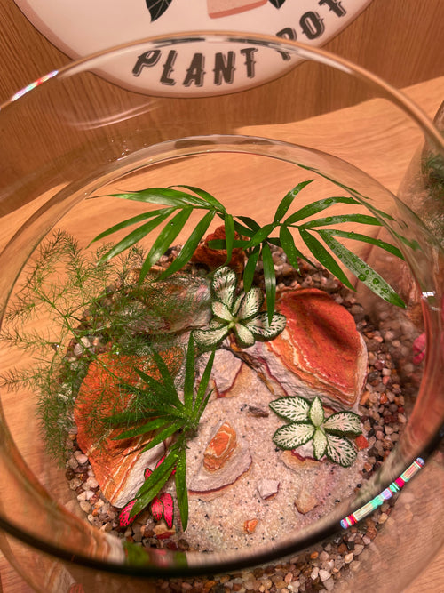 ***NEW*** Tropical Terrarium