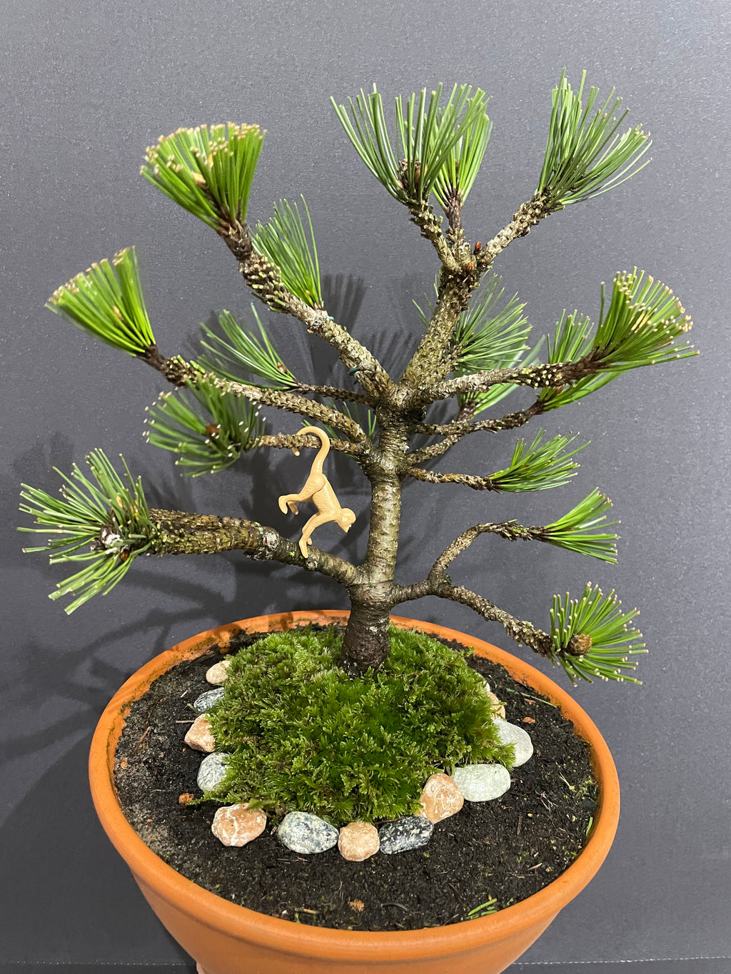 Bosnian Pine Bonsai