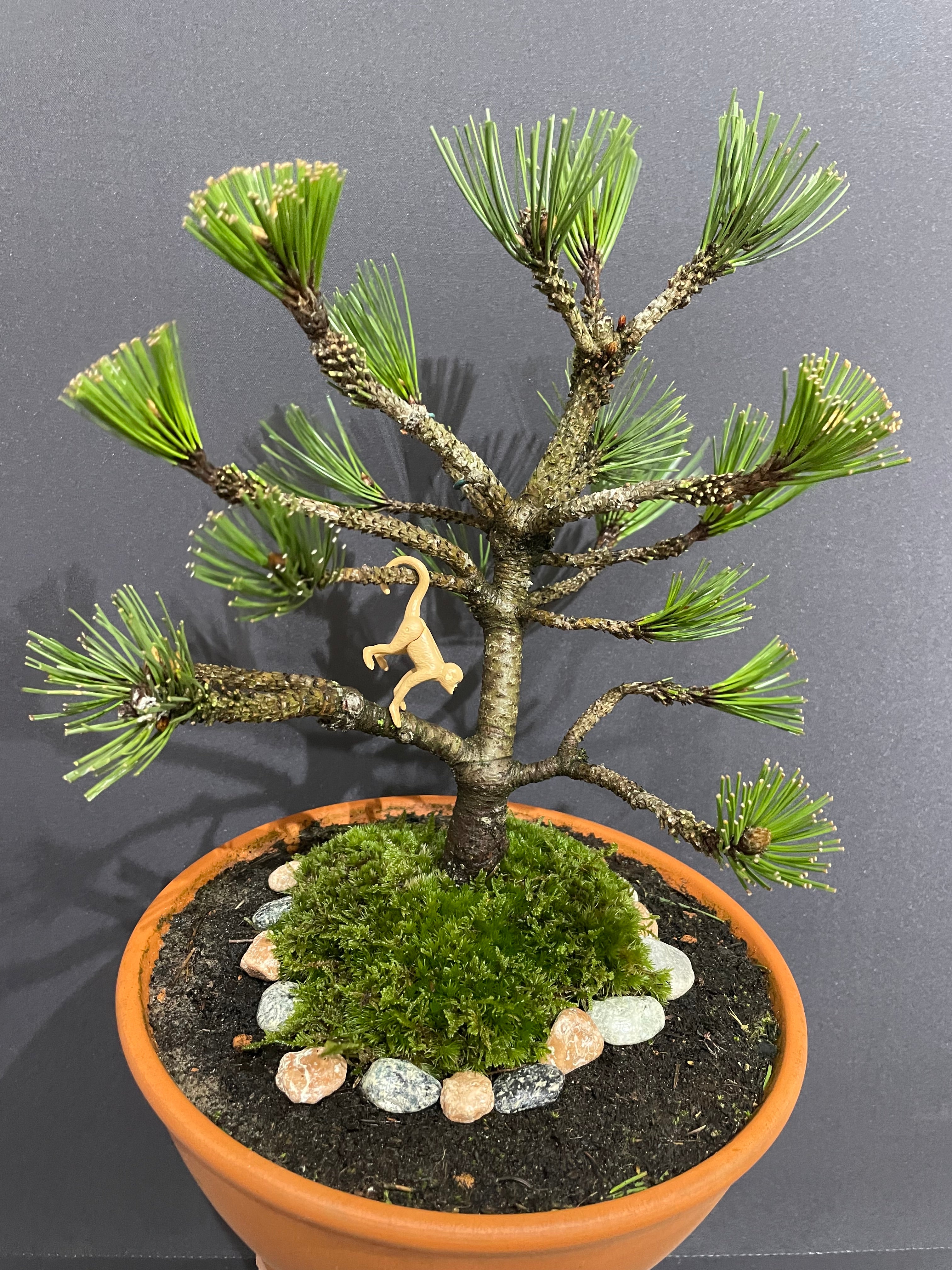 Bosnian Pine Bonsai