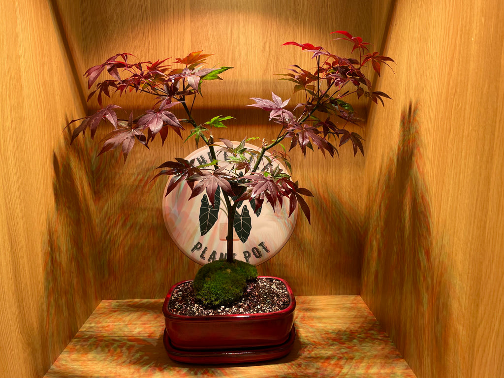 Acer Atropurpureum Bonsai Tree