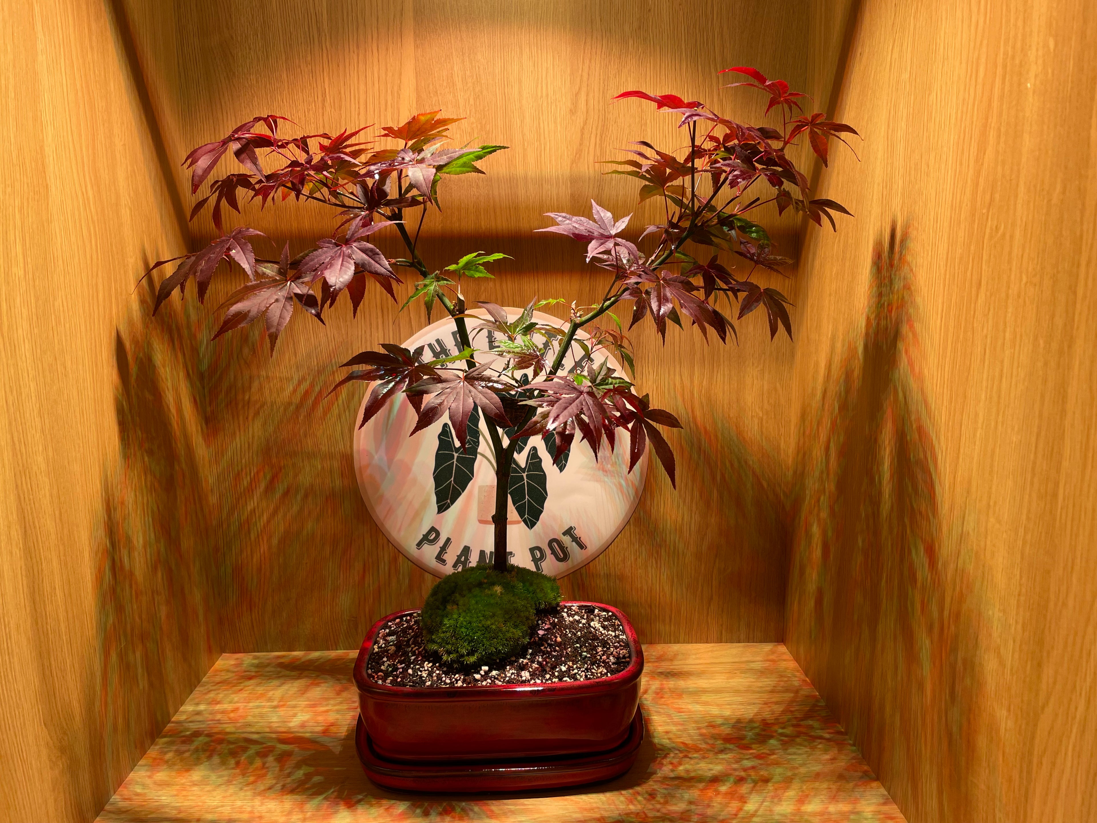 Acer Atropurpureum Bonsai Tree