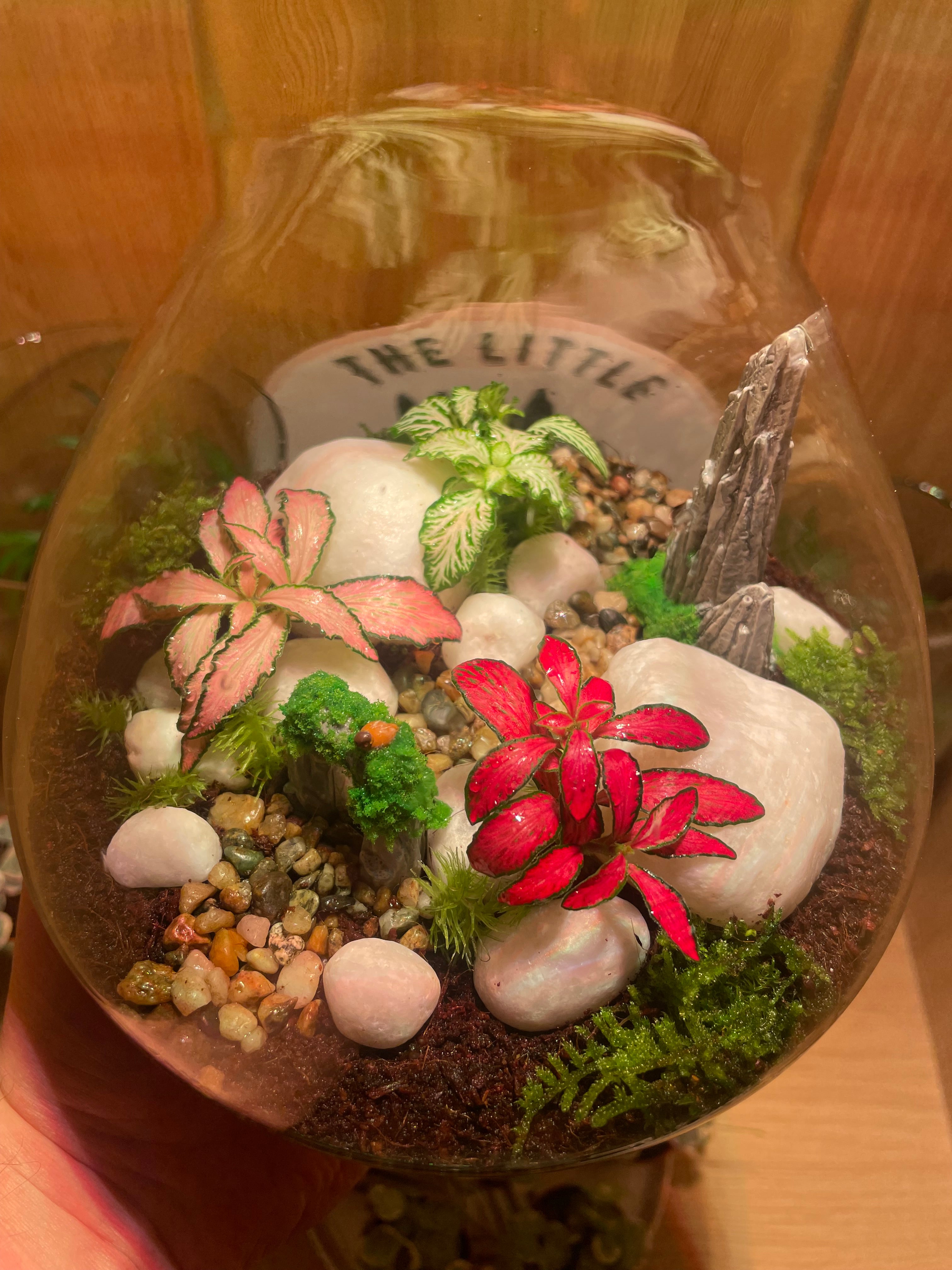 ***NEW*** Little Bird Terrarium