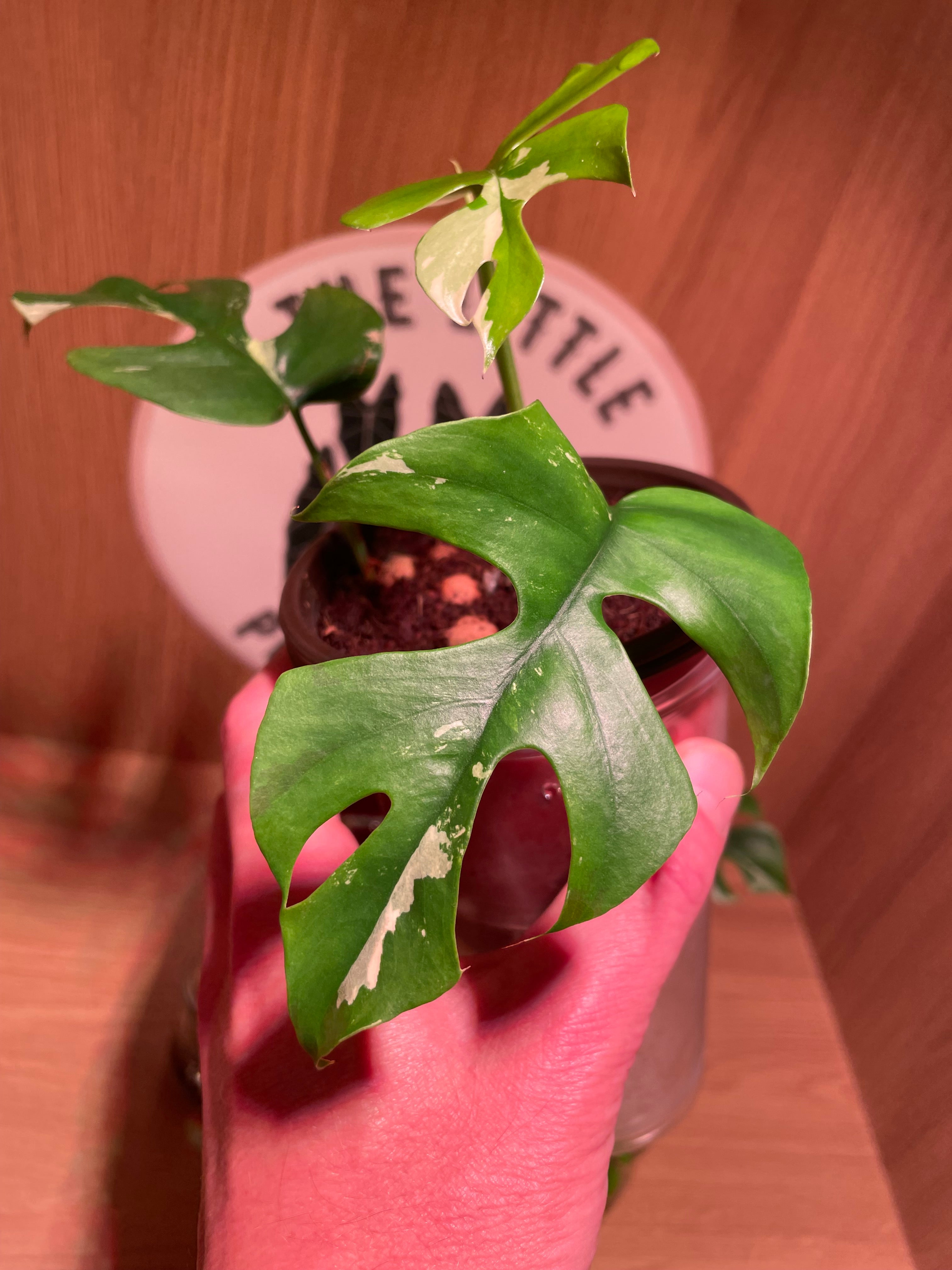 Rhaphidophora Tetrasperma Variegata