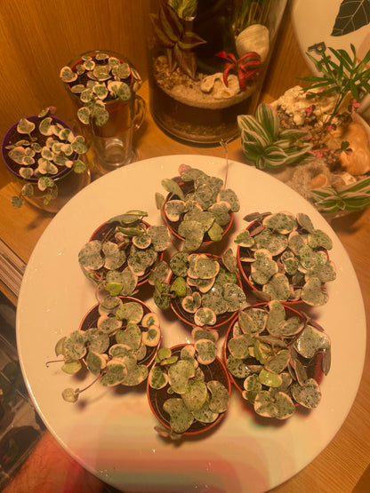 Baby Variegated Hearts