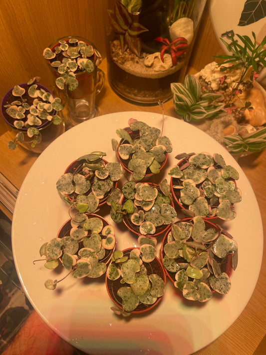 Baby Variegated Hearts