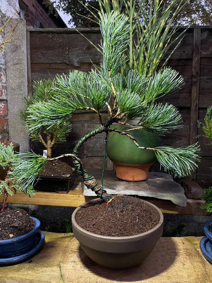 Japanese White Pine Tree