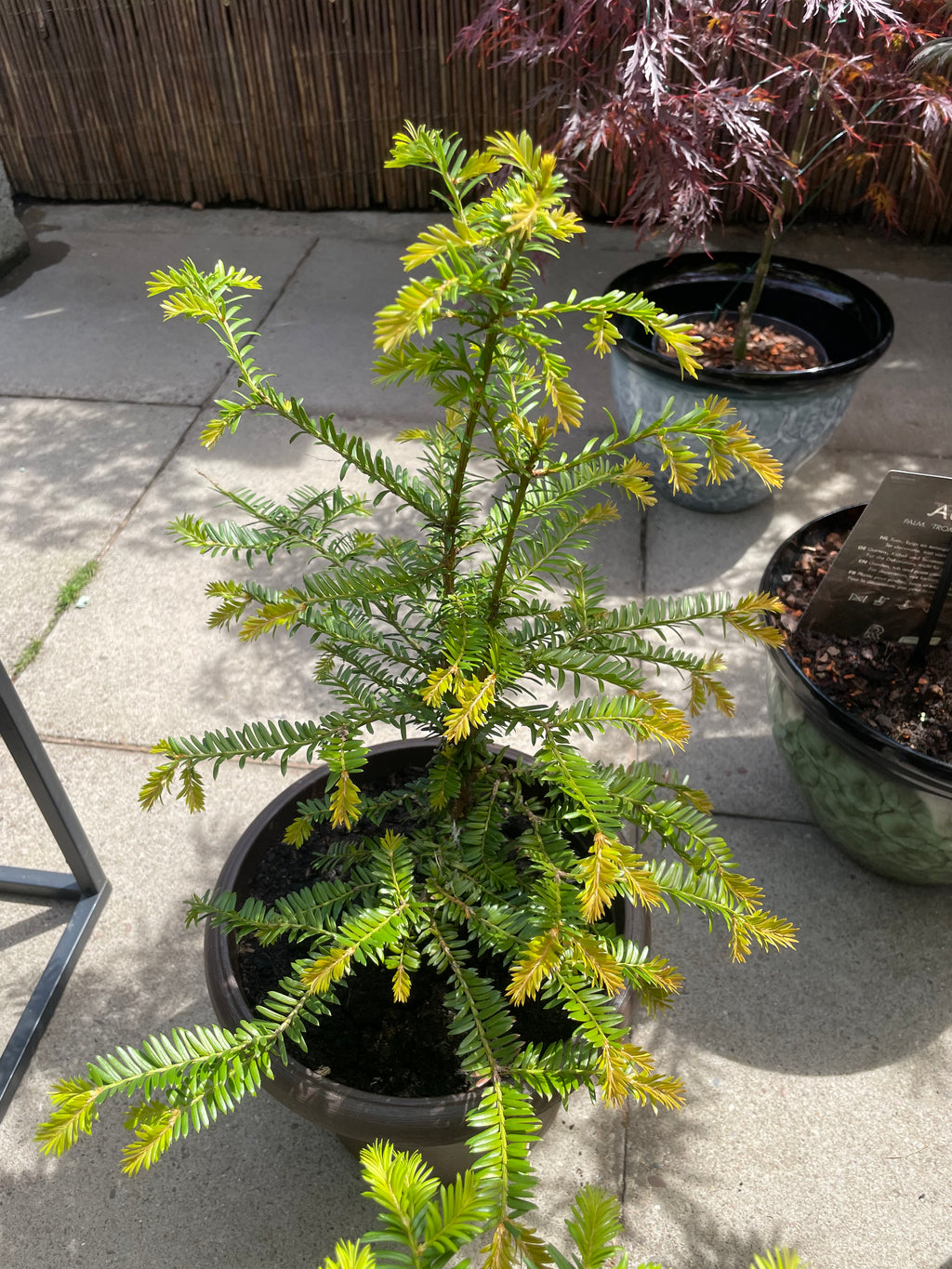 Yew Tree