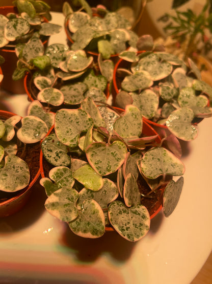 Baby Variegated Hearts