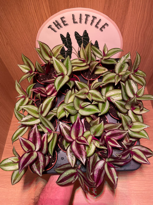 Baby Tradescantia Zebrina