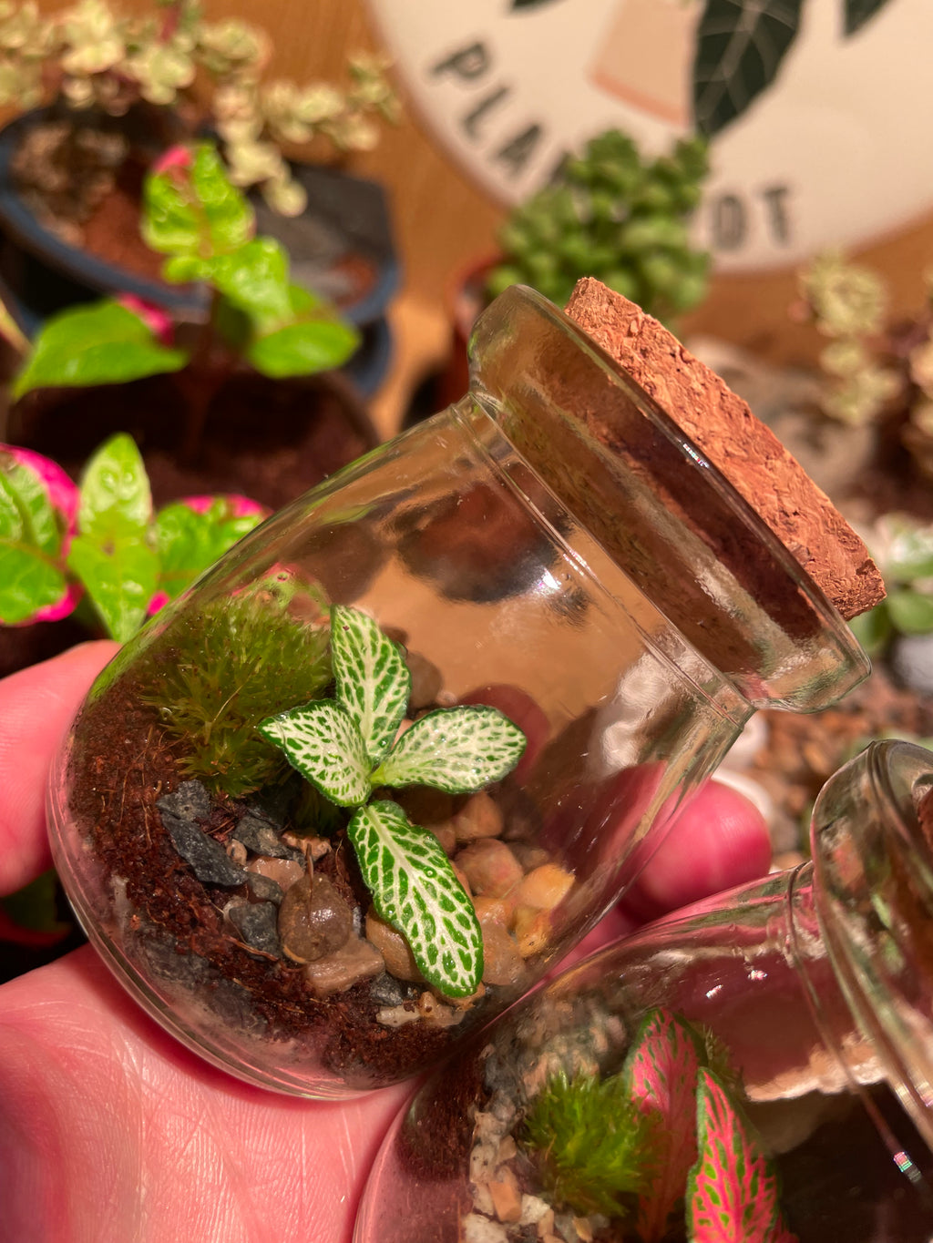 Micro Terrarium
