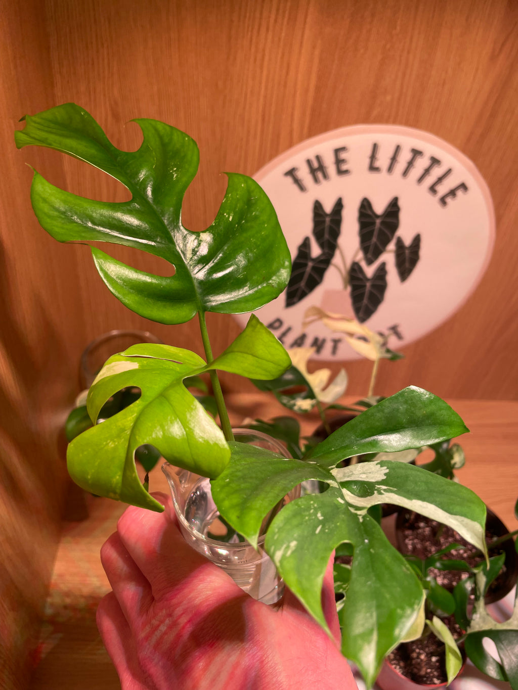 Rhaphidophora Tetrasperma Variegata (Low Variegation)