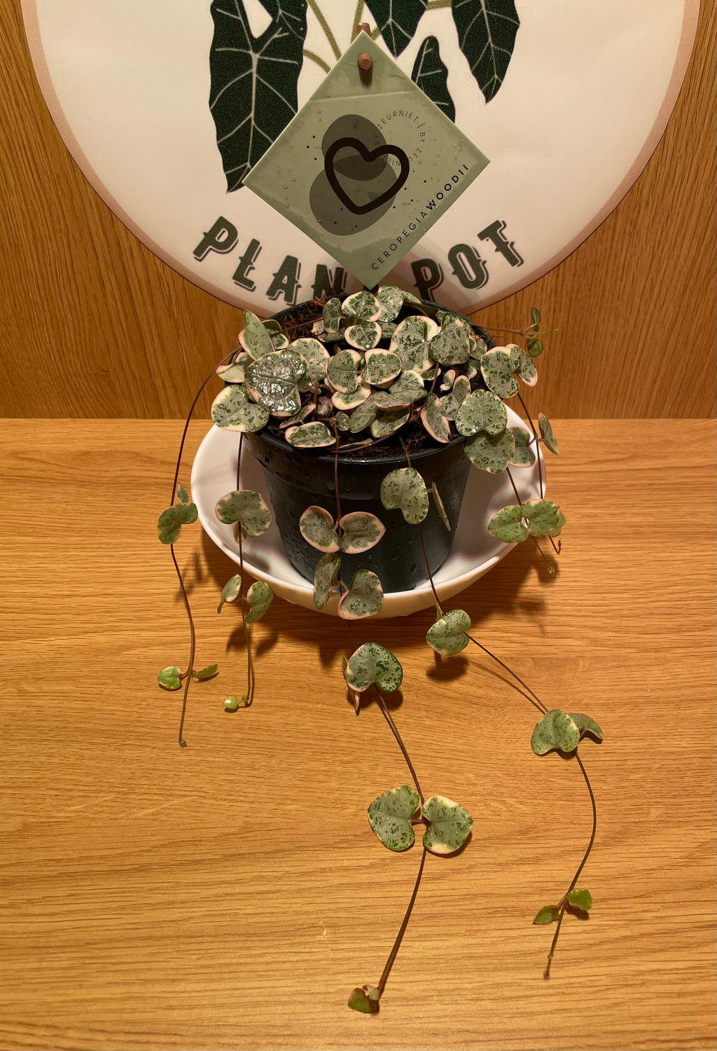 Variegated String of Hearts