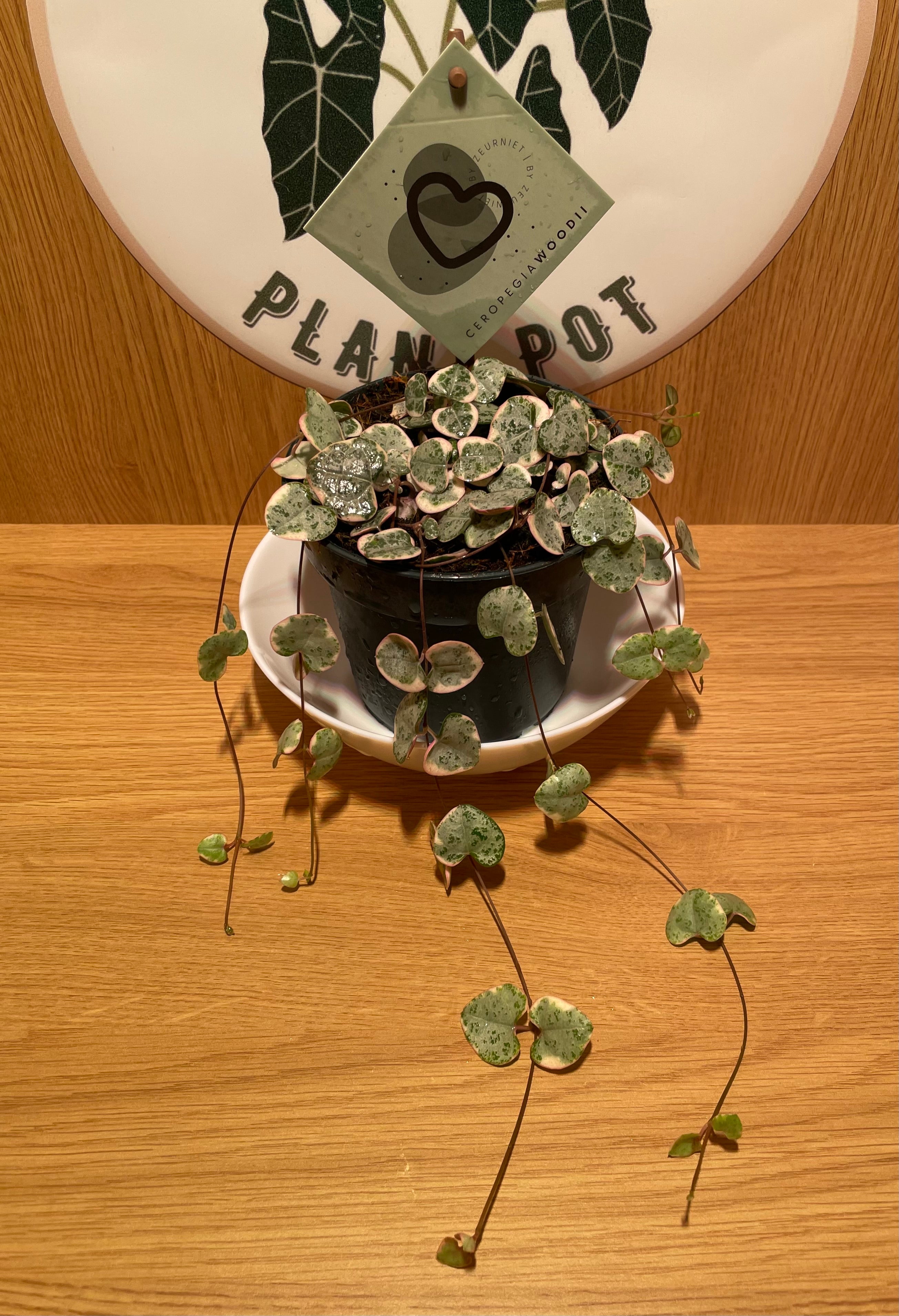 Variegated String of Hearts