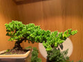 Semi Cascade Chinese Juniper Bonsai Tree