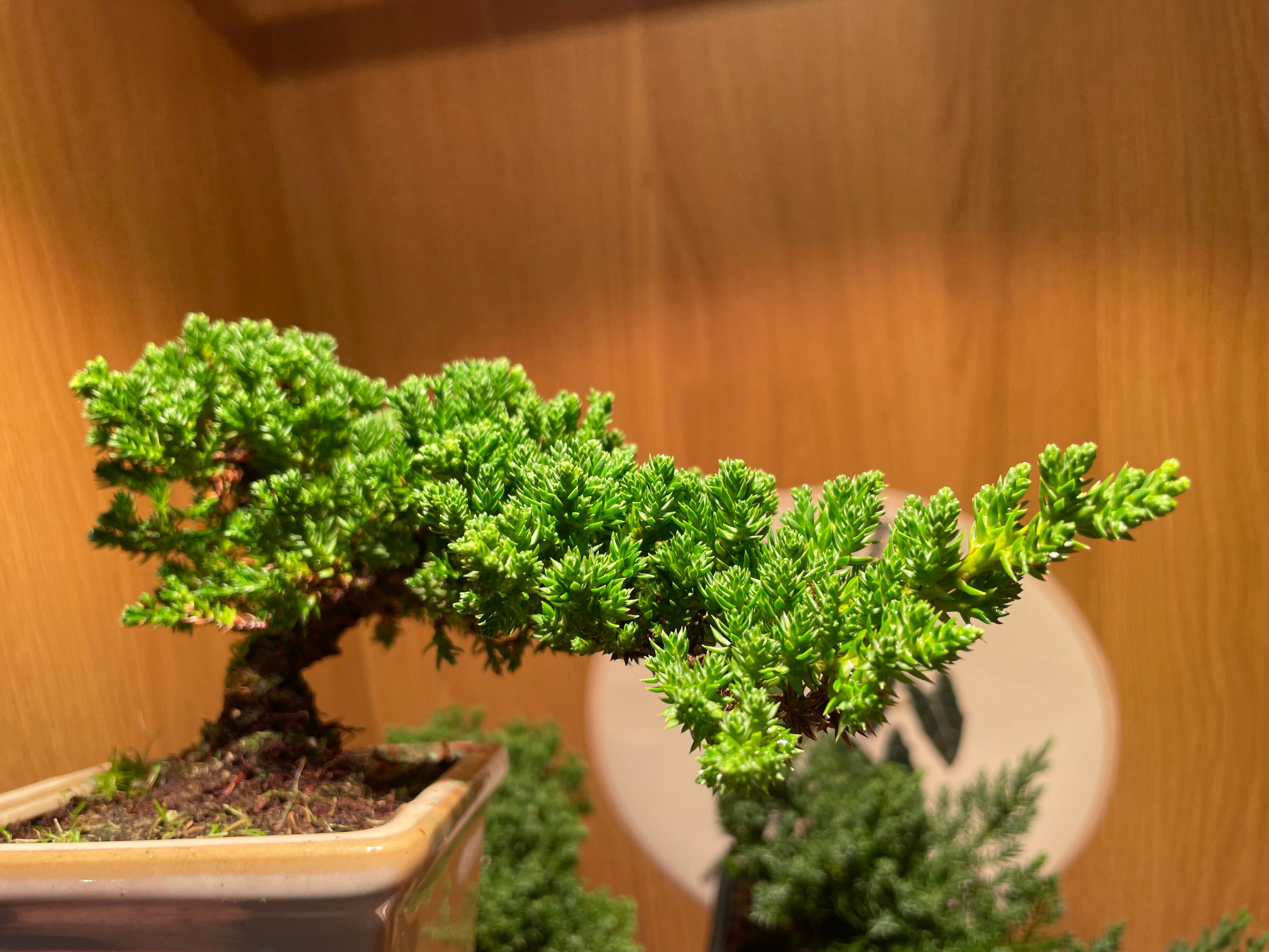 Semi Cascade Chinese Juniper Bonsai Tree