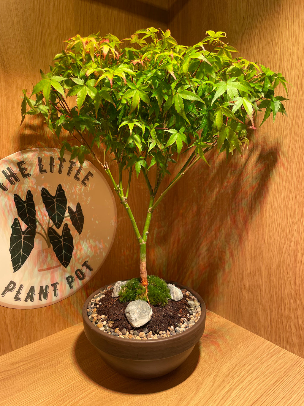 Acer Little Princess Tree