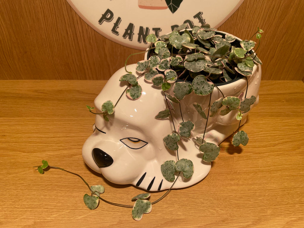 Sleepy Pooch