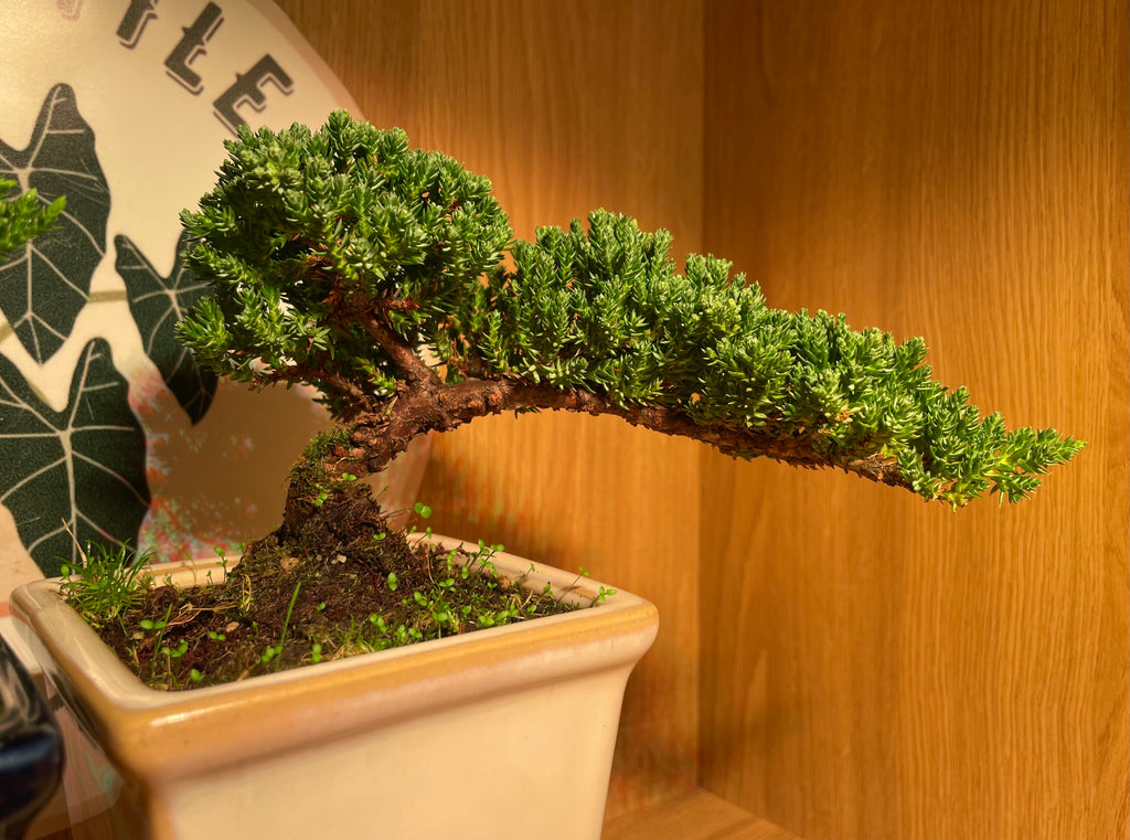 Semi Cascade Chinese Juniper Bonsai Tree