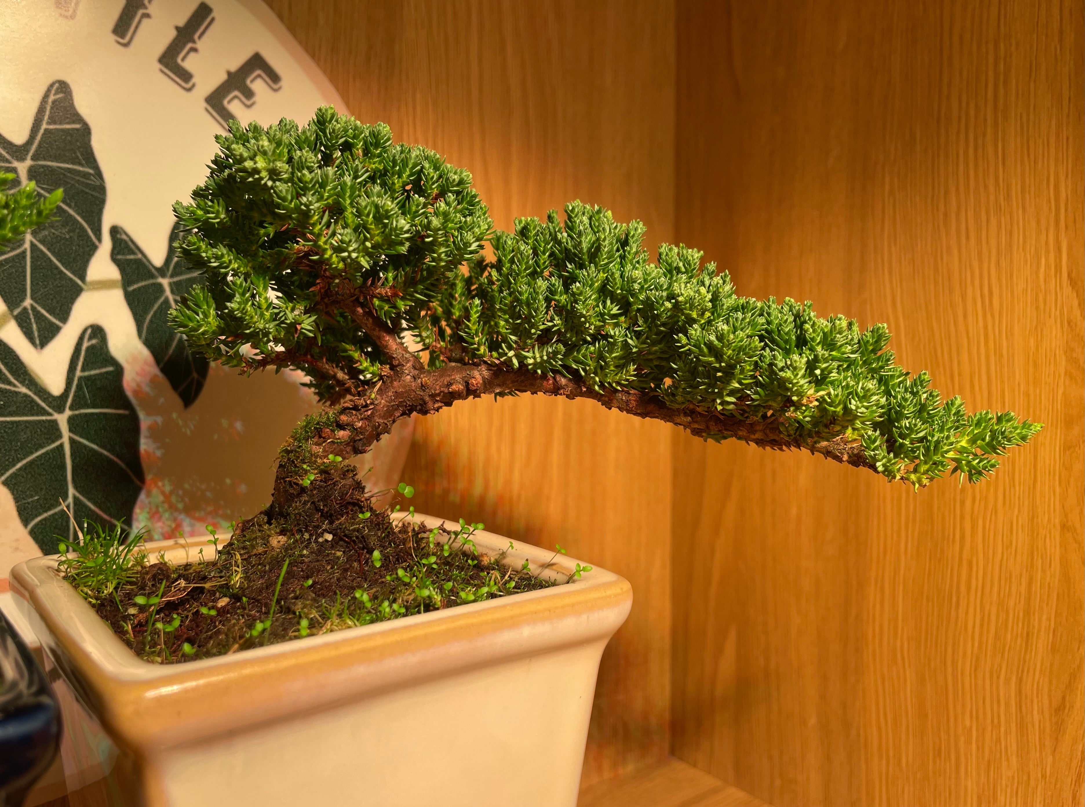 Semi Cascade Chinese Juniper Bonsai Tree