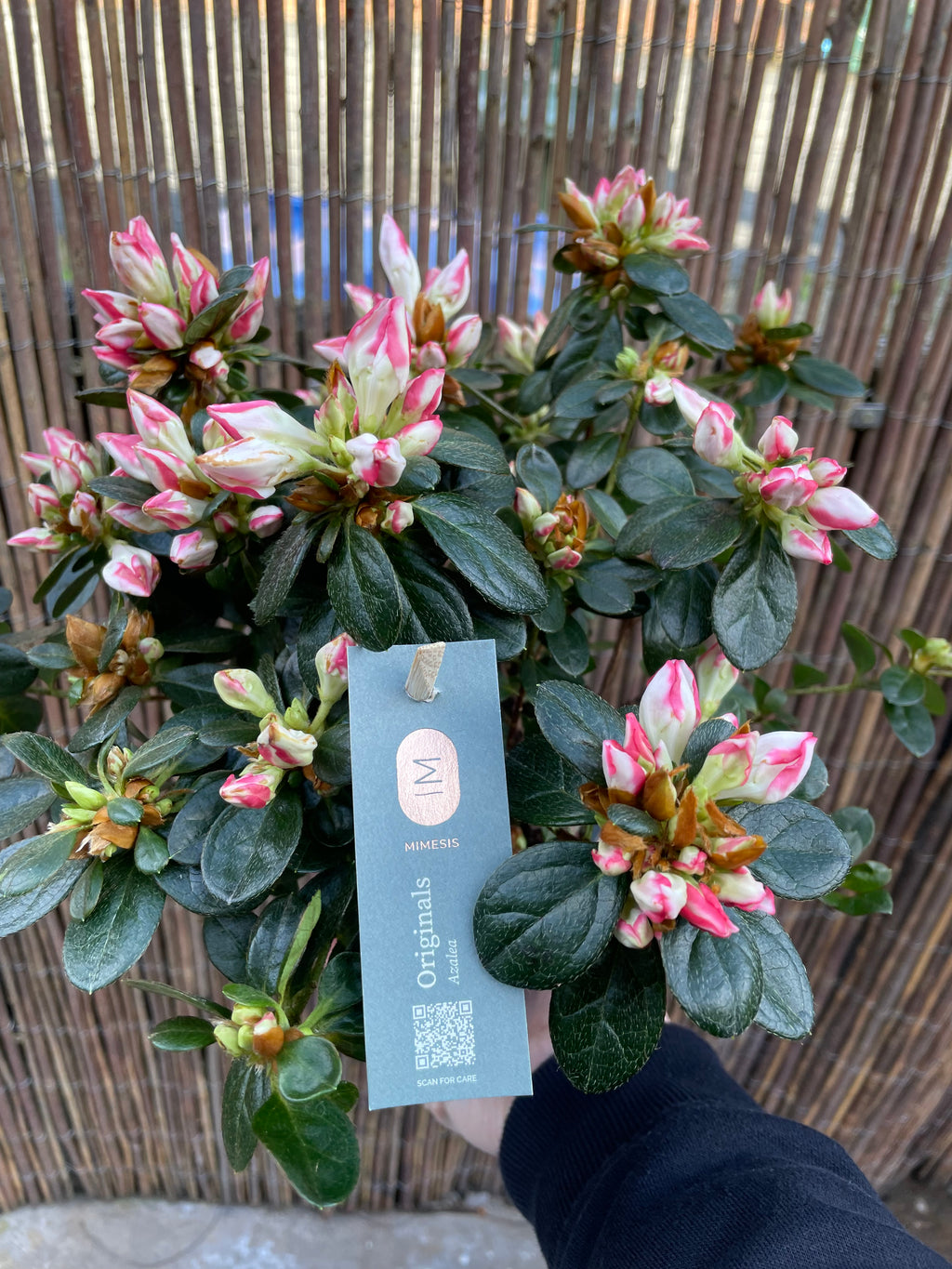 Azalea Sachsenstern