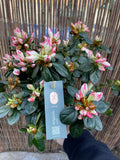 Azalea Sachsenstern
