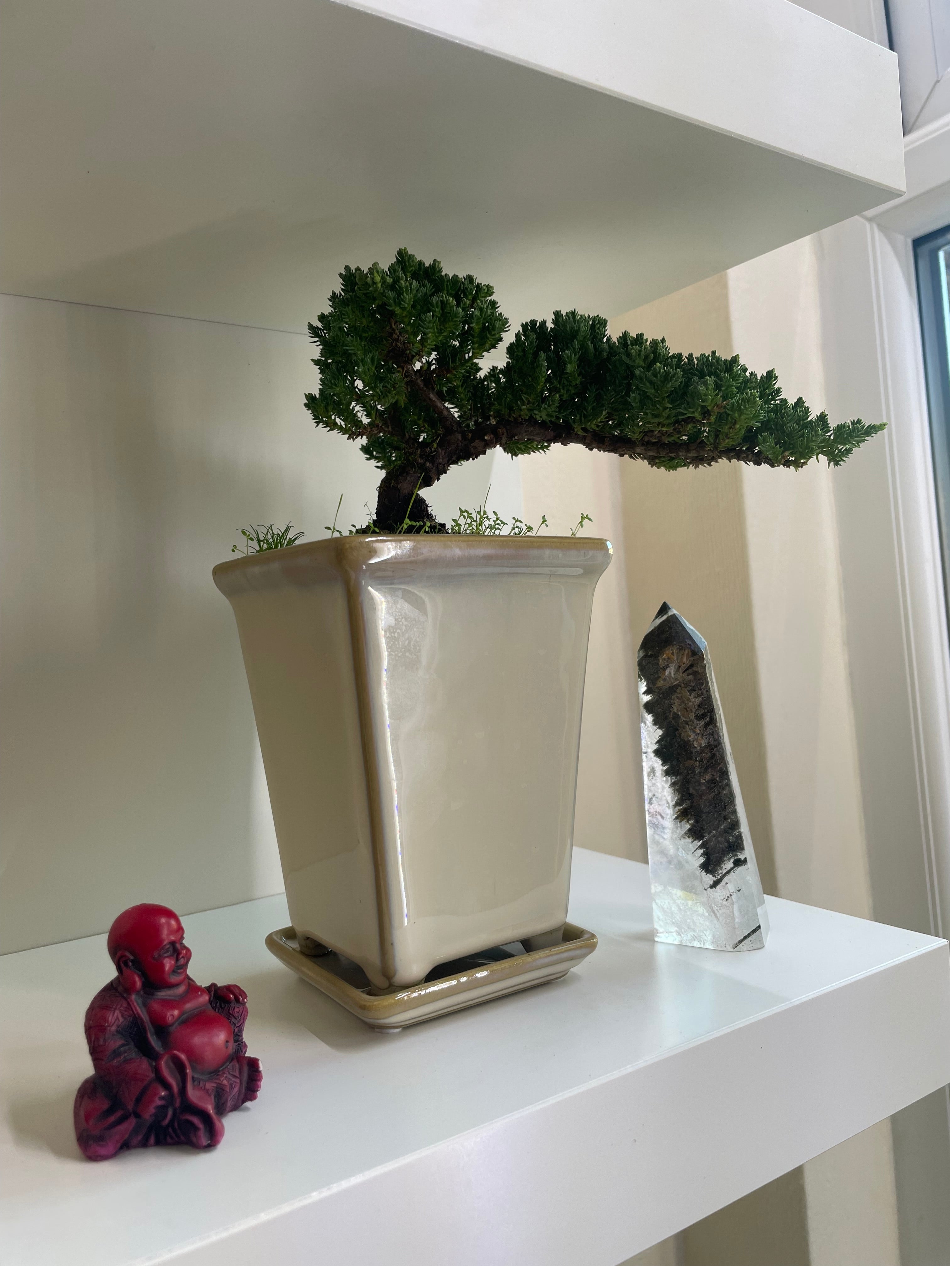 Semi Cascade Chinese Juniper Bonsai Tree