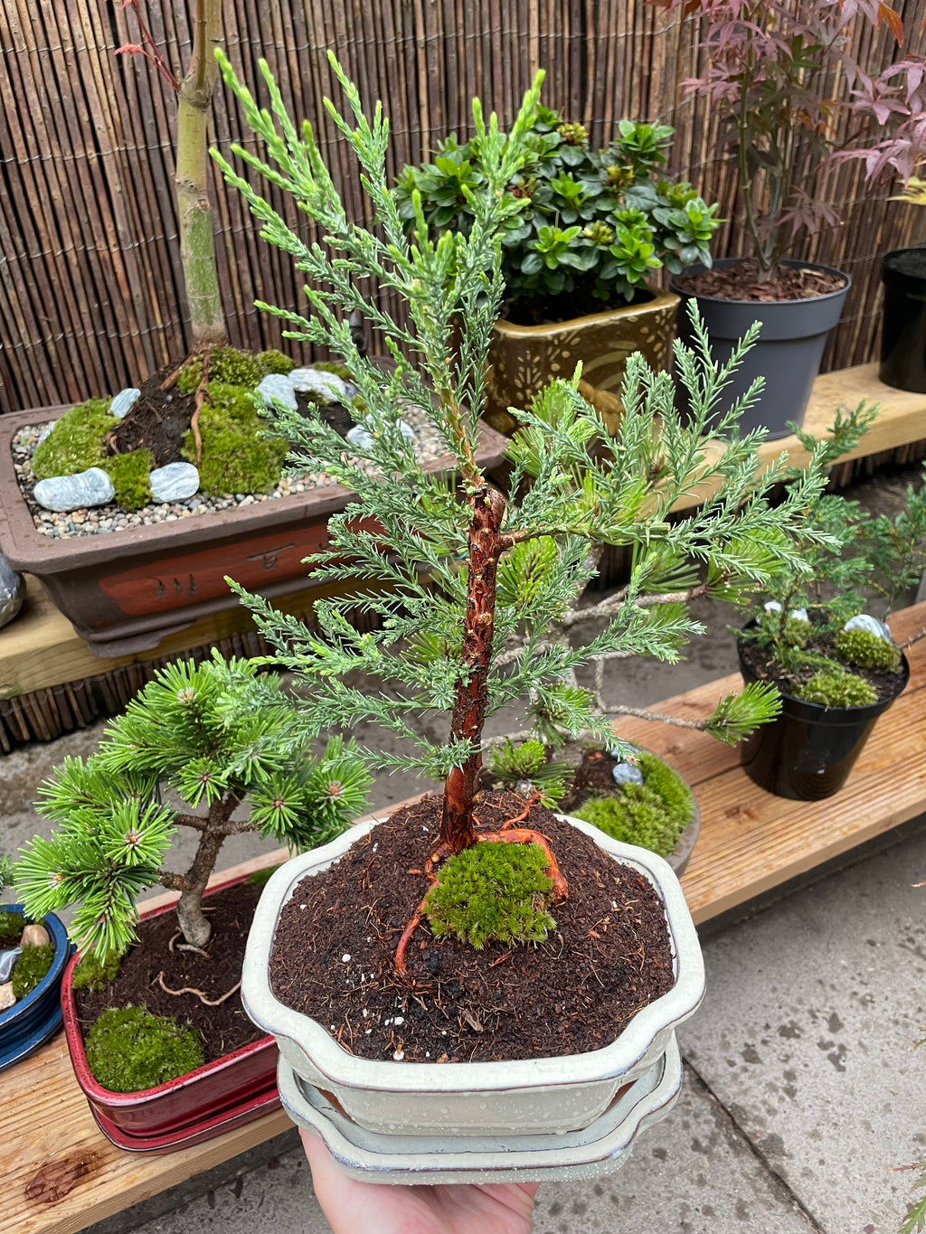 Giant Redwood ‘Sequoiadendron Giganteum’ Bonsai